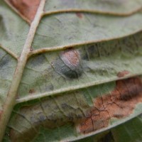 Horse Chestnut Leaf Miner